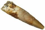 Juvenile Fossil Spinosaurus Tooth - Real Dinosaur Tooth #289819-1